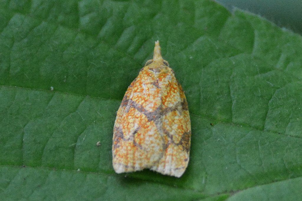 062 2013-08125916 Broad Beadow Brook, MA.JPG - Sparganothis Fruitworm Moth (Sparganothis sulphureana). Broad Meadow Brook Wildlife Sanctuary, Worcester, MA, 8-12-2013